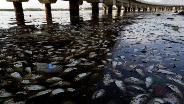 Retiran 53 toneladas de peces muertos de la laguna donde se competirá en Río 2016 - Sputnik Mundo