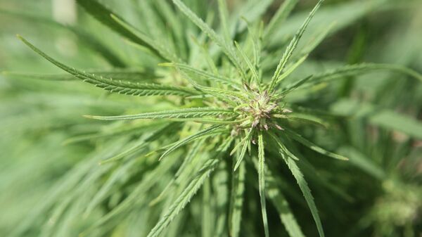 Planta de cannabis (imagen referencial) - Sputnik Mundo