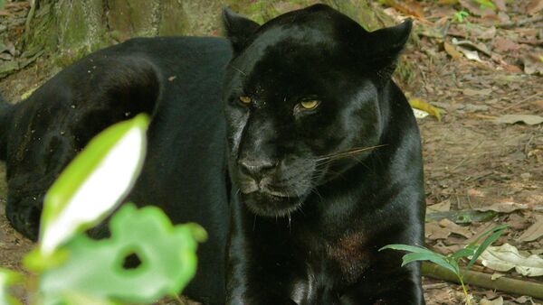 Black Jaguar (Panthera onca) - Sputnik Mundo