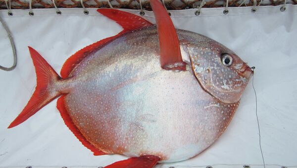 Lampris guttatus (Moonfish) - Sputnik Mundo