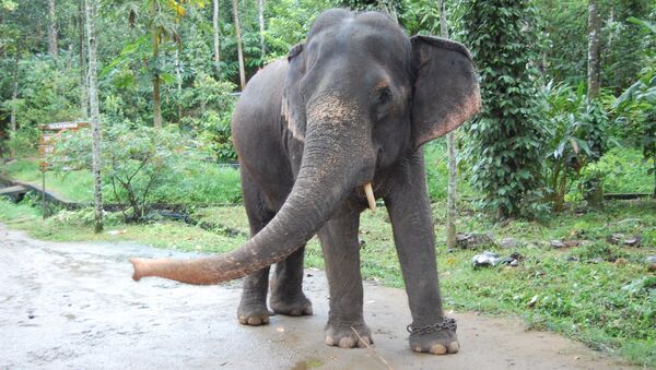 Elefante en India (archivo) - Sputnik Mundo