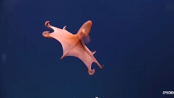 Especies misteriosas del lecho marino - Sputnik Mundo