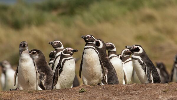 Sobrepesca en Argentina provoca llegada masiva de pingüinos a Brasil - Sputnik Mundo