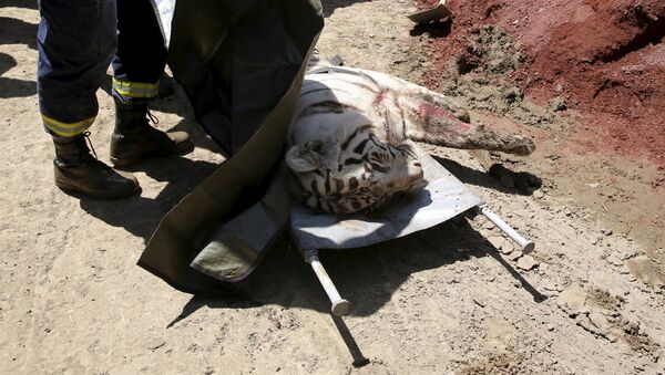 El tigre que mató a una persona en Tiflis - Sputnik Mundo