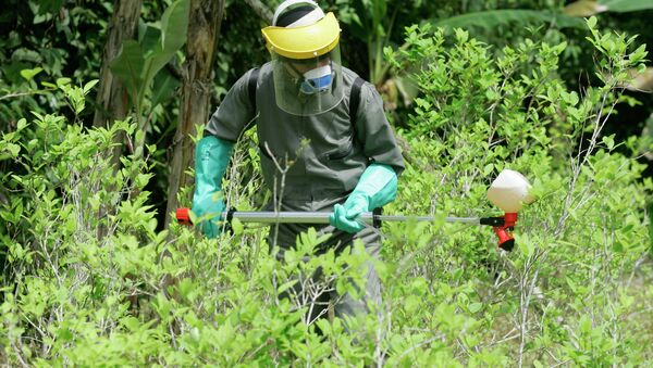 Un oficial de la policía antinarcóticos pulveriza herbicidas sobre una planta de coca durante una campaña para erradicar cultivos de coca en Colombia - Sputnik Mundo