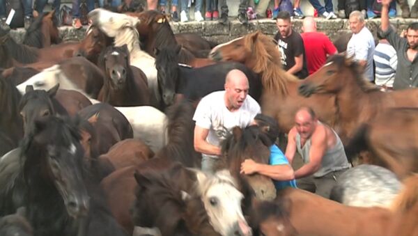 Hombres  luchan con caballos salvajes en la Rapa das Bestas - Sputnik Mundo