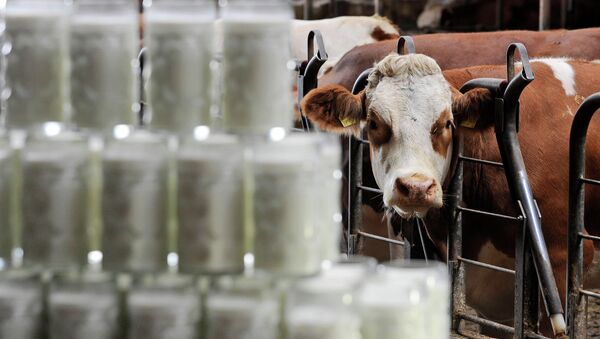 Productores lácteos de Uruguay temen a crisis económica en Venezuela - Sputnik Mundo