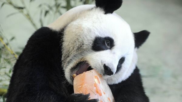 Panda gigante Yuan Yuan - Sputnik Mundo