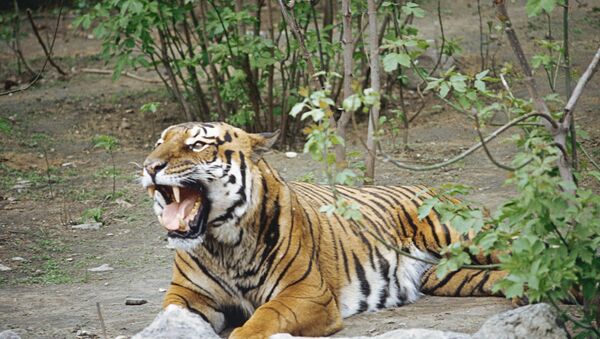 Tigre de Amur en el zoológico de Moscú - Sputnik Mundo