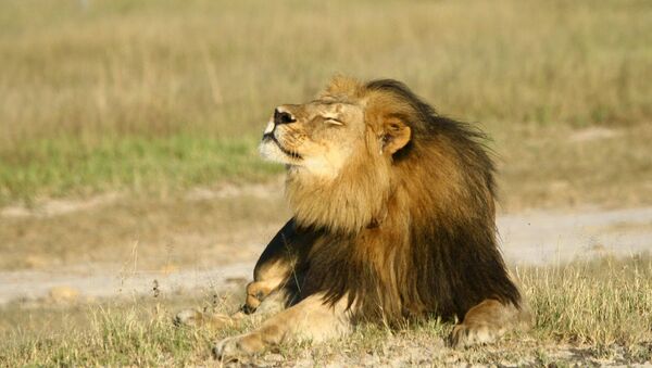 León Cecil en el Parque Nacional Hwange, Zimbabue - Sputnik Mundo