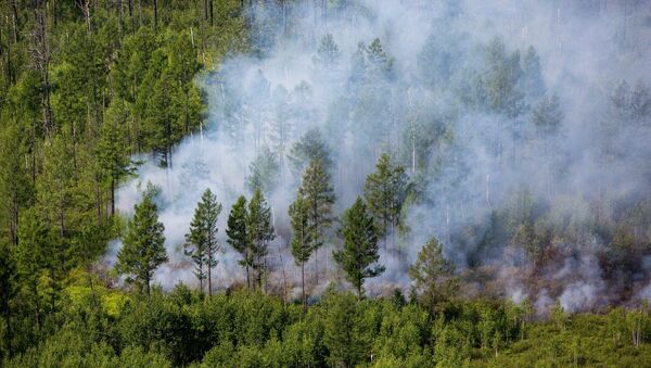 Incendios forestales en Primorie (archivo) - Sputnik Mundo