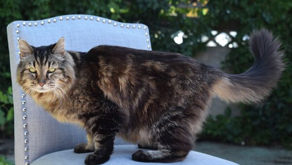 Corduroy, the new oldest living cat according to Guinness World Records, is shown in Sister, Oregon, in this undated handout photo provided by the Guinness World Records on August 13, 2015. - Sputnik Mundo