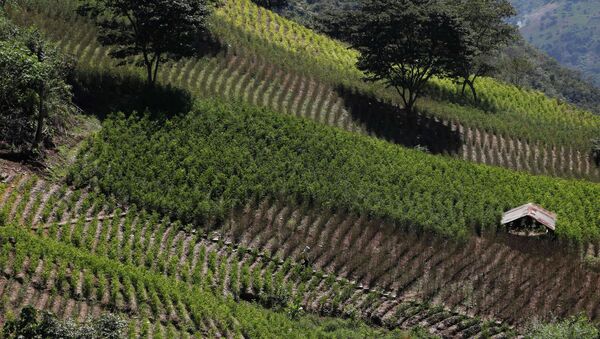 Cultivación de coca en Bolivia - Sputnik Mundo