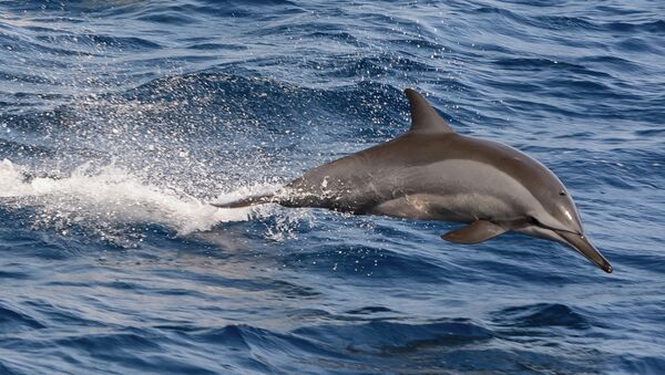 Delfín - Sputnik Mundo