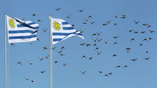 Birds fly over Uruguayan flags in Kimberley, South Africa - Sputnik Mundo