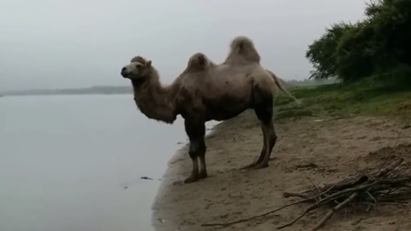 Un camello de pesca en plena Siberia - Sputnik Mundo