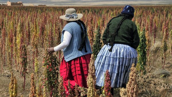 Bolivian Aymara natives walk in a Quinoa plantation during a visit to the so-called Quinoa Route in the Bolivian Andes, on April 8, 2013 in the Tarmaya community, 120 km south of La Paz. - Sputnik Mundo