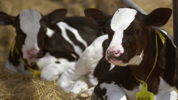 Vaca modificada genéticamente en China (archivo) - Sputnik Mundo