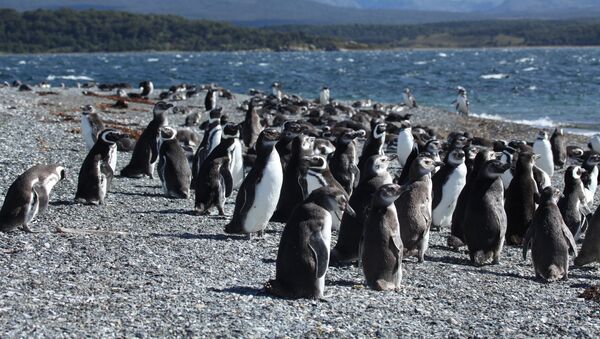 Pingüinos de Magallanes en Argentina - Sputnik Mundo