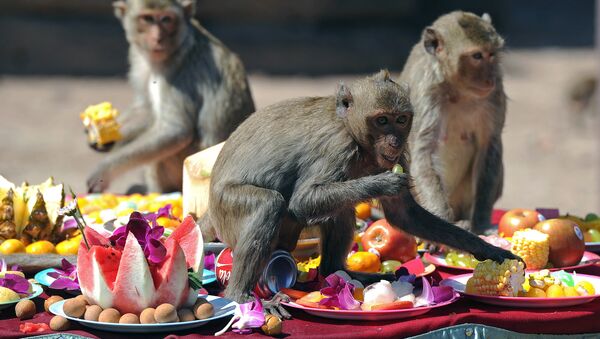 Monkeys eat fruit in front of an ancient temple during the annual monkey buffet in Lopburi province, some 150 kms north of Bangkok on November 27, 2011. - Sputnik Mundo