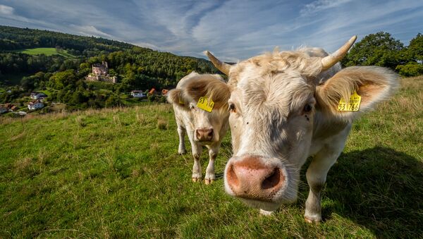 Vacas (imagen referencial) - Sputnik Mundo