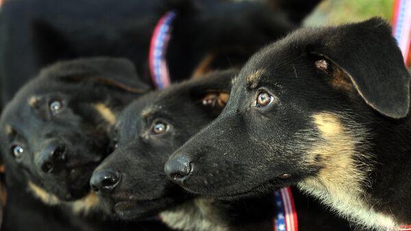 Cachorros del perro Trakr, clonado en Corea del Sur - Sputnik Mundo