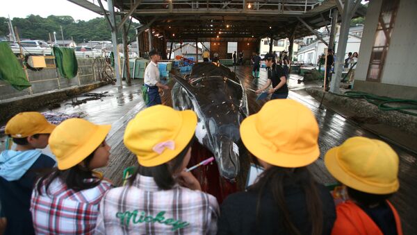 Regreso de la pesca de ballenas en Japón - Sputnik Mundo