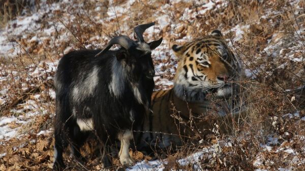 El tigre siberiano Amur y el chivo Timur - Sputnik Mundo