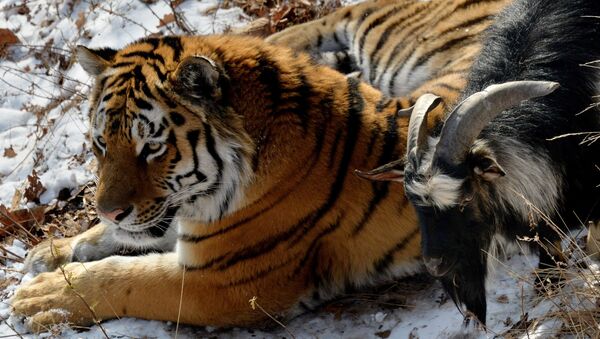 В Приморском Сафари-парке амурский тигр подружился с козлом - Sputnik Mundo