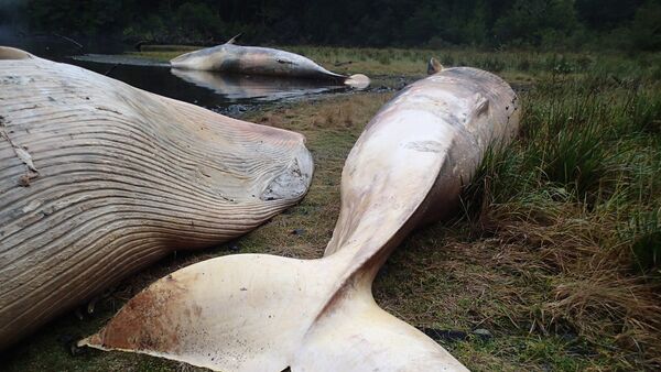 Ballenas Sei muertas en el sur de Chile - Sputnik Mundo