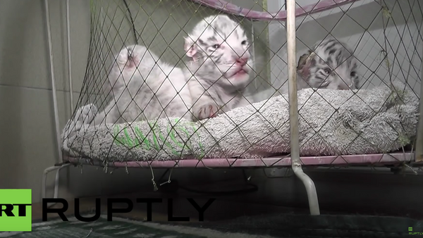 Tres pequeños tigres de Bengala en un zoo de Yalta, Crimea (Archivo) - Sputnik Mundo
