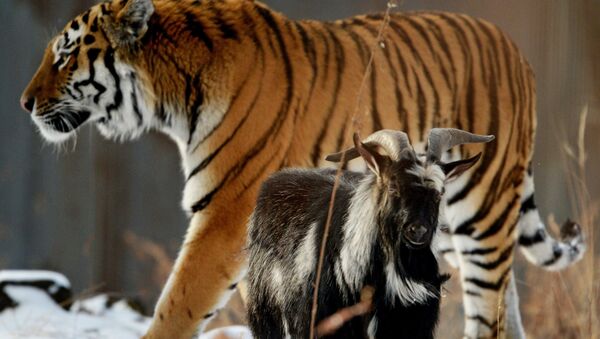 Амурский тигр Амур и козел Тимур в Приморском сафари-парке  - Sputnik Mundo