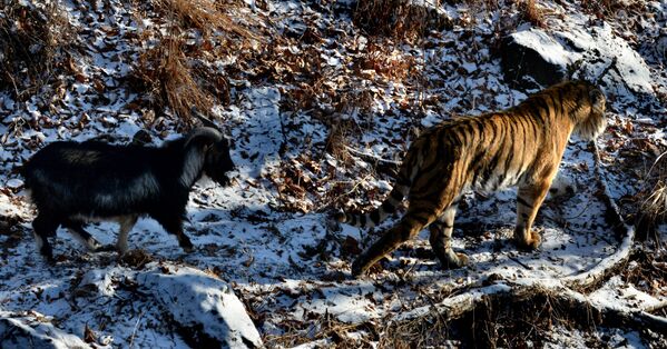 La insólita amistad entre un tigre y un chivo - Sputnik Mundo