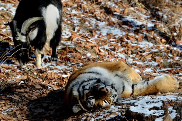 La insólita amistad entre un tigre y un chivo - Sputnik Mundo
