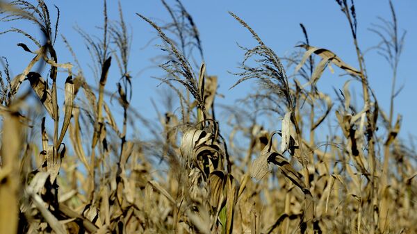 A corn field is ready to be harvested in the locality of Perez Millan, 200 km from Buenos Aires, on April 3, 2008.  - Sputnik Mundo