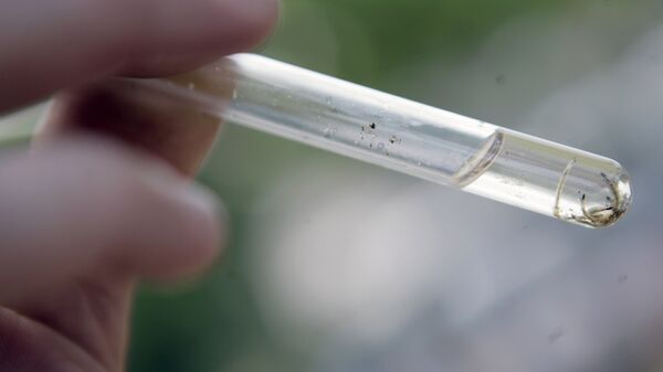 Larvas del mosquito Aedes Aegypti - Sputnik Mundo