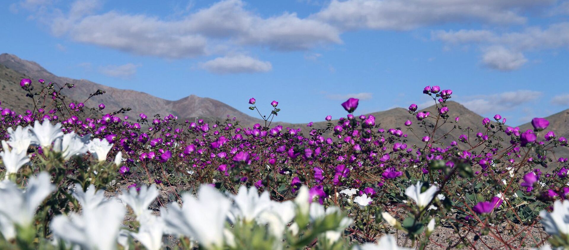 Flores en el desierto de Atacama como consecuencia de El Niño - Sputnik Mundo, 1920, 25.12.2015
