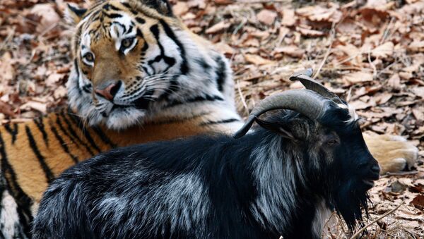 Tigre Amur y chivo Timur - Sputnik Mundo