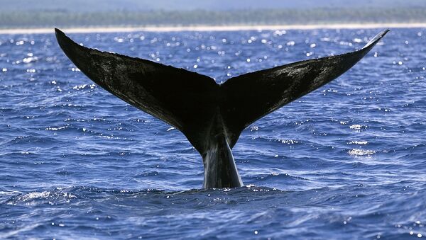A humpback whale (Megaptera novaeangliae) perfoms a tail-up, a behavioral pattern that is frequent in the Abrolhos Bank, in the Southern coast of Bahia State, Brazil on Monday, Sept. 15, 2003 - Sputnik Mundo
