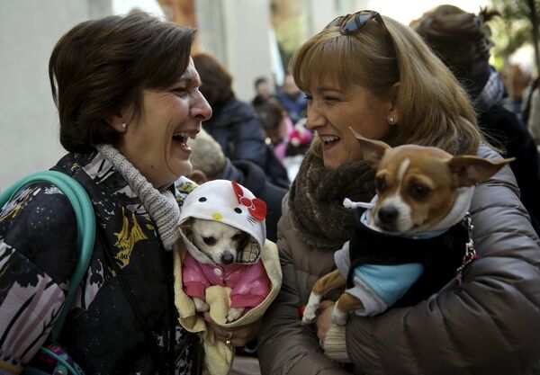 Mascotas reciben la bendición de San Antón - Sputnik Mundo