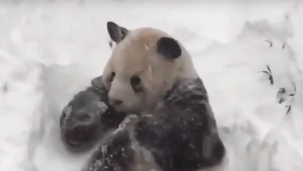 Screenshot del vídeo con un oso panda disfrutando la nevada en EEUU - Sputnik Mundo