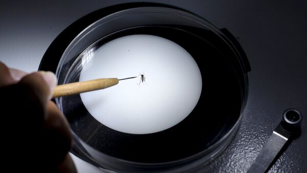 Un técnico de sanidad inspecciona un mosquito Aedes aegyti - Sputnik Mundo
