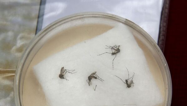 Specimens of Aedes aegypti mosquito - Sputnik Mundo