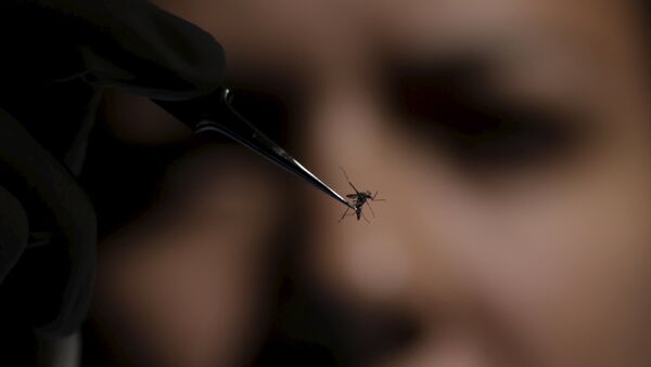 Aedes Aegypti, portador del virus de zika - Sputnik Mundo