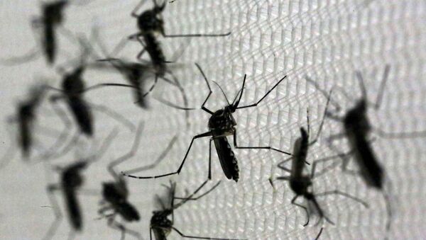 Mosquitos Aedes aegypti, portadores del virus Zika - Sputnik Mundo