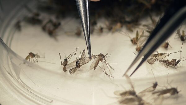 Mosquitos Aedes Aegypti - Sputnik Mundo
