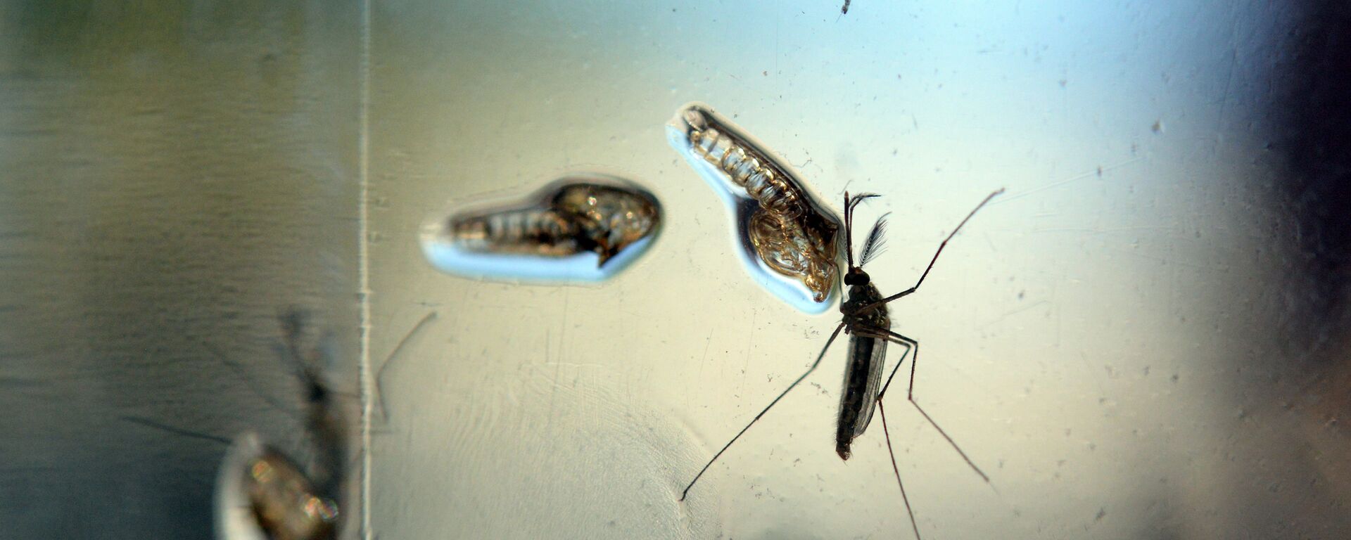 The Aedes Aegypti mosquito is photographed in a lab at the Ministry of Health of El Salvador, in San Salvador - Sputnik Mundo, 1920, 03.08.2022
