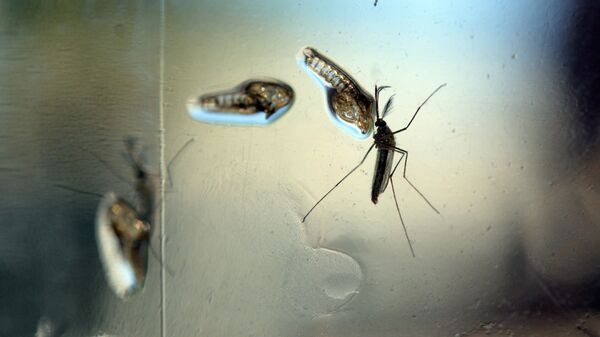 Aedes aegyti mosquito - Sputnik Mundo