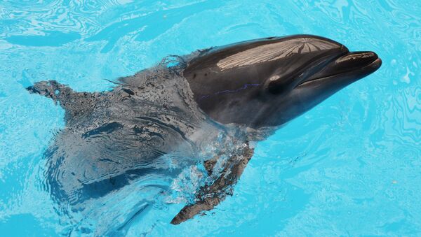 Un delfín (imagen referencial) - Sputnik Mundo