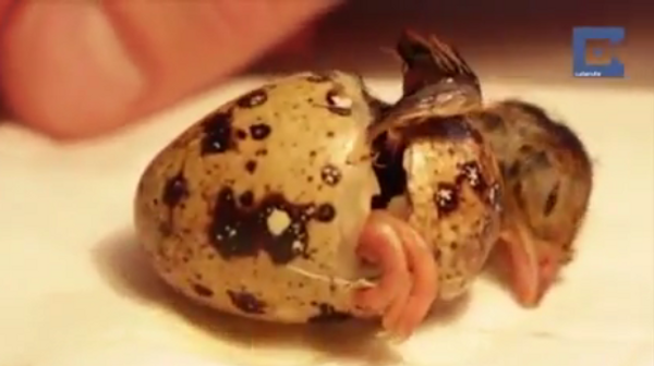 Cómo incubar un huevo de codorniz - Sputnik Mundo